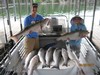 (06/22/2017) - Nice Striped Bass